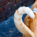 相扑猫尾巴,萌态可掬的动物界“搞笑担当”