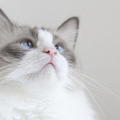 猫咪名字,猫咪名字背后的故事与寓意