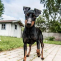 短毛小型犬,迷你体型，无限魅力，理想宠物伴侣指南