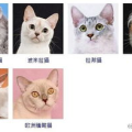 宠物猫种类,探寻各具特色的猫咪世界