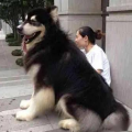 巨型阿拉斯加犬,揭秘巨型阿拉斯加犬的体型、性格与饲养之道”