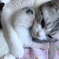 相扑猫露脚白袜,脚踩白袜，萌动人心