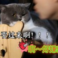 乖乖雪崽,乖乖雪崽的修真传奇