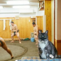 相扑猫什么平台可以买,揭秘线上购买平台选择秘籍