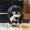 相扑猫,相扑猫的趣味对决与温馨瞬间