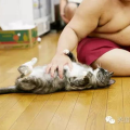 相扑猫外网写真,萌态可掬的猫咪争霸赛