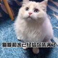 你的猫,写作猫如何助力高效创作与内容管理