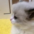 抖音相扑猫的瓜,萌宠界的“力王”挑战，萌翻网友